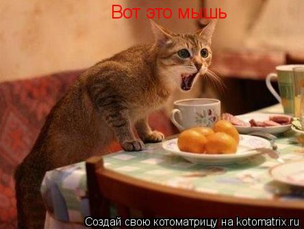 Вот это мышь... Котоматрица: Вот это мышь
