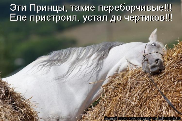 Эти Принцы, такие переборчивые!!! Еле пристроил, устал до чертиков!!!... Котоматрица: Эти Принцы, такие переборчивые!!! Еле пристроил, устал до чертиков!!!