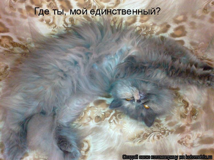 Где ты, мой единственный?... Котоматрица: Где ты, мой единственный?