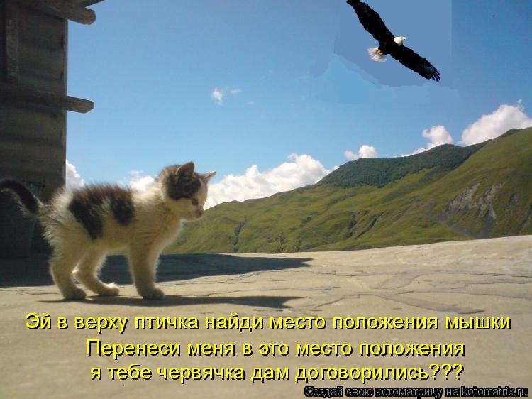Эй в верху птичка найди место положения мышки Перенеси меня в это место положения я тебе червячка дам... Котоматрица: Эй в верху птичка найди место положения мышки Перенеси меня в это место положения я тебе червячка дам договорились???