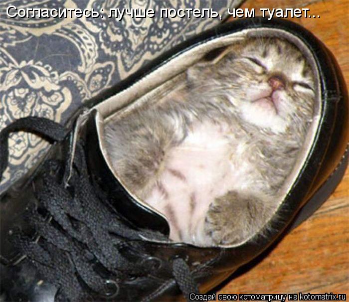 Согласитесь: лучше постель, чем туалет...... Котоматрица: Согласитесь: лучше постель, чем туалет...