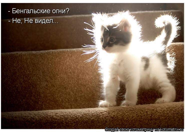 - Бенгальские огни? - Не, Не видел...... Котоматрица: - Бенгальские огни? - Не, Не видел...