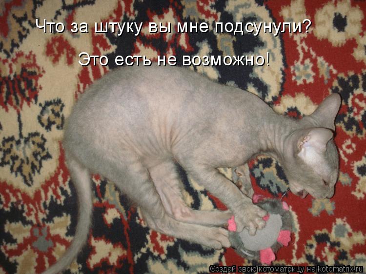 Что за штуку вы мне подсунули? Это есть не возможно!... Котоматрица: Что за штуку вы мне подсунули? Это есть не возможно!