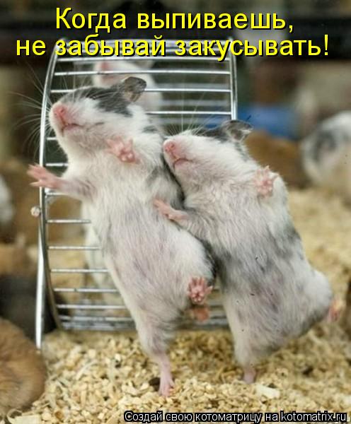 Когда выпиваешь, не забывай закусывать!... Котоматрица: Когда выпиваешь, не забывай закусывать!