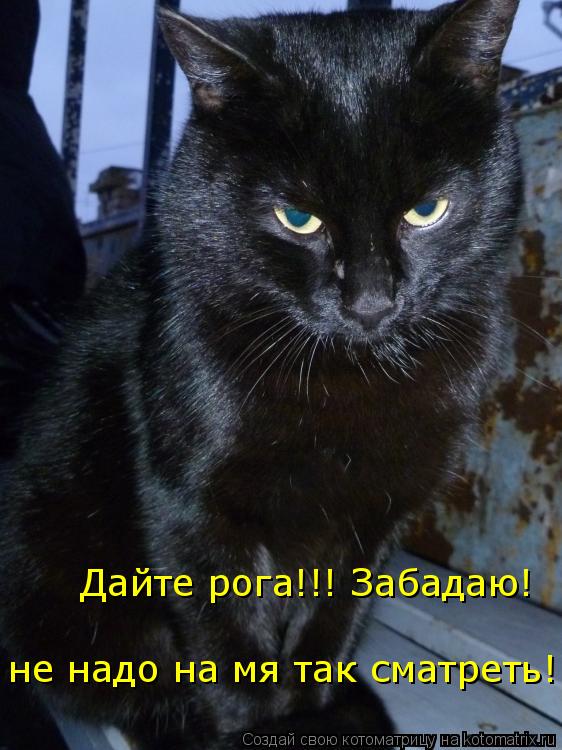 Дайте рога!!! Забадаю! не надо на мя так сматреть!... Котоматрица: Дайте рога!!! Забадаю! не надо на мя так сматреть!