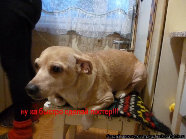 ну ка быстро сделай постер!!!... Котоматрица: ну ка быстро сделай постер!!!