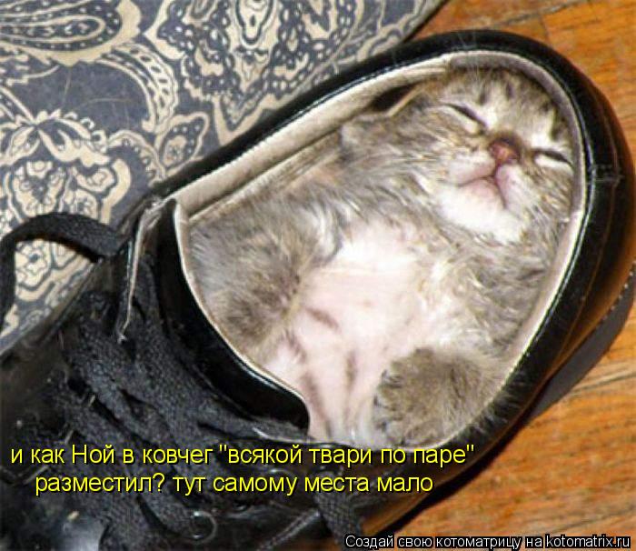 и как Ной в ковчег "всякой твари по паре" разместил? тут самому места мало... Котоматрица: и как Ной в ковчег "всякой твари по паре" разместил? тут самому места мало