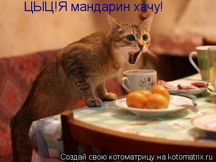 ЦЫЦ!Я мандарин хачу!... Котоматрица: ЦЫЦ!Я мандарин хачу!