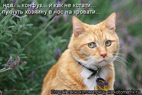 нда.... конфуз... и как не кстати... пукнуть хозяину в нос на кровати...... Котоматрица: нда.... конфуз... и как не кстати... пукнуть хозяину в нос на кровати...