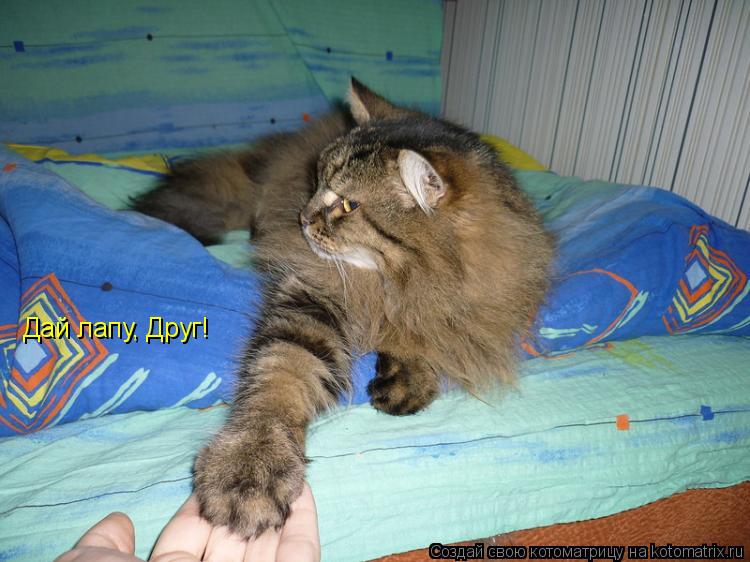 Дай лапу, Друг!... Котоматрица: Дай лапу, Друг!