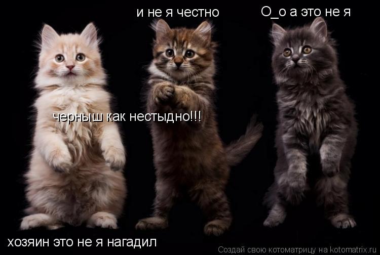 хозяин это не я нагадил и не я честно черныш как нестыдно!!! О_о а это не я... Котоматрица: хозяин это не я нагадил и не я честно черныш как нестыдно!!! О_о а это не я