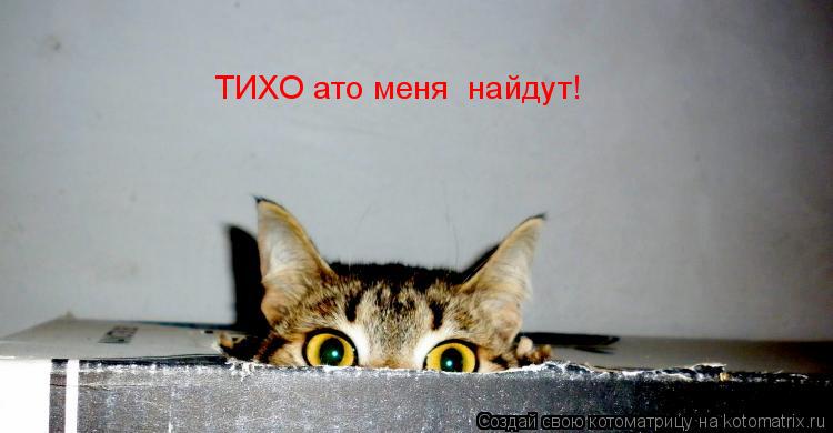 ТИХО ато меня найдут!... Котоматрица: ТИХО ато меня найдут!