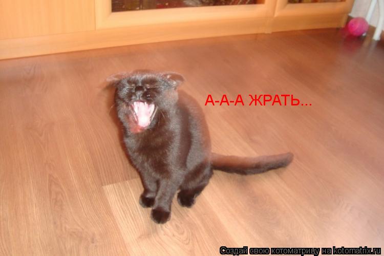 А-А-А ЖРАТЬ...... Котоматрица: А-А-А ЖРАТЬ...