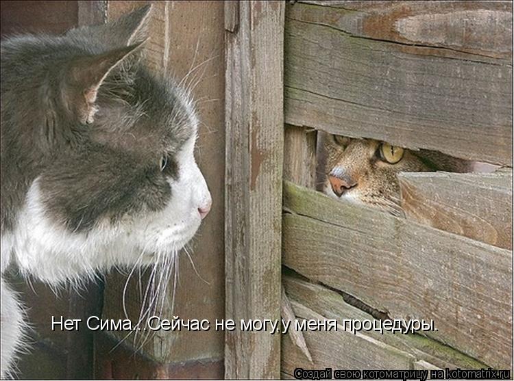 Нет Сима...Сейчас не могу,у меня процедуры.... Котоматрица: Нет Сима...Сейчас не могу,у меня процедуры.