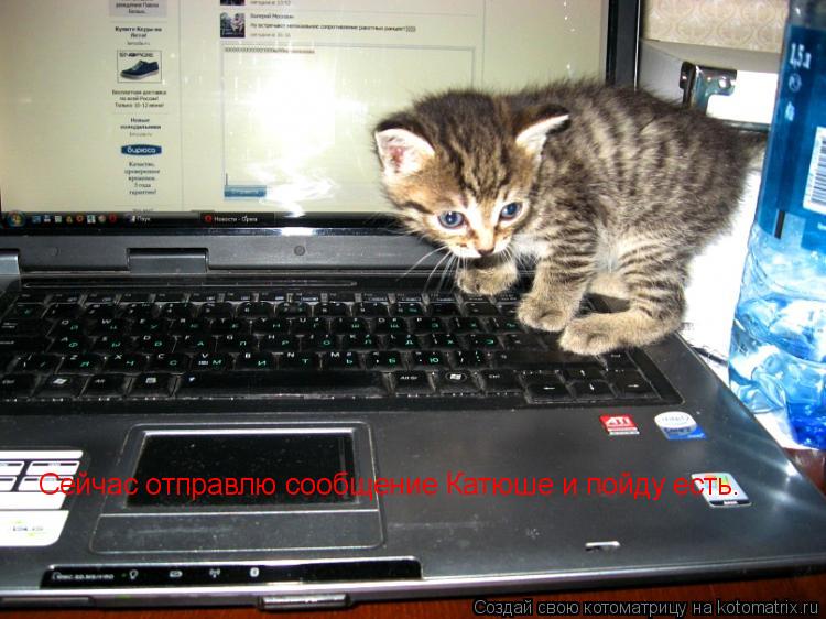Сейчас отправлю сообщение Катюше и пойду есть.... Котоматрица: Сейчас отправлю сообщение Катюше и пойду есть.