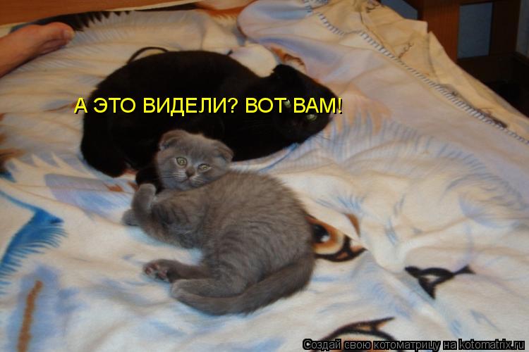 А ЭТО ВИДЕЛИ? ВОТ ВАМ!... Котоматрица: А ЭТО ВИДЕЛИ? ВОТ ВАМ!