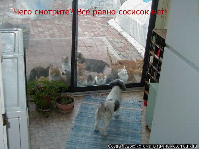 Чего смотрите? Все равно сосисок нет!... Котоматрица: Чего смотрите? Все равно сосисок нет!