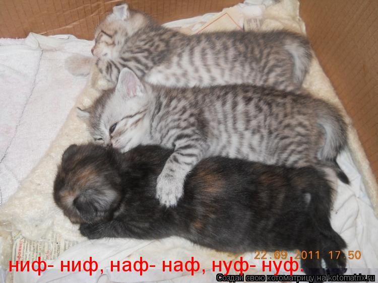 ниф- ниф, наф- наф, нуф- нуф.... Котоматрица: ниф- ниф, наф- наф, нуф- нуф.