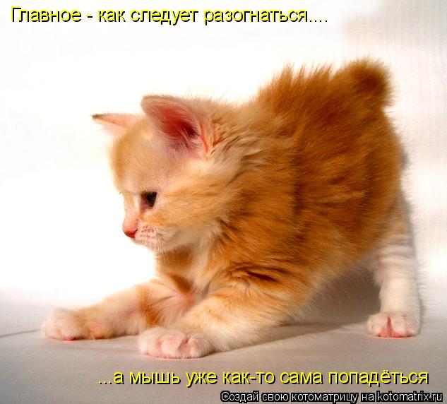 Главное - как следует разогнаться.... ...а мышь уже как-то сама попадёться... Котоматрица: Главное - как следует разогнаться.... ...а мышь уже как-то сама попадёться