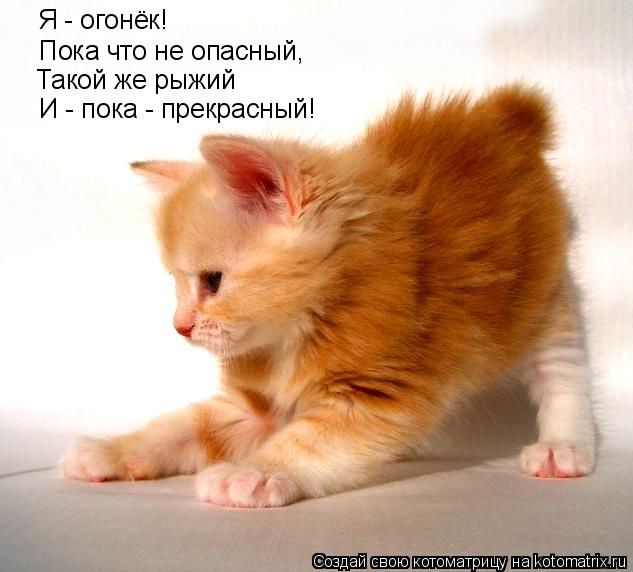 Я - огонёк! Пока что не опасный, Такой же рыжий И - пока - прекрасный!... Котоматрица: Я - огонёк! Пока что не опасный, Такой же рыжий И - пока - прекрасный!