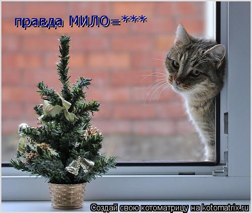 правда МИЛО=*** правда МИЛО=***... Котоматрица: правда МИЛО=*** правда МИЛО=***