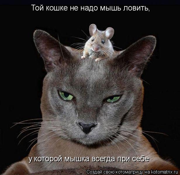 Той кошке не надо мышь ловить, у которой мышка всегда при себе... Котоматрица: Той кошке не надо мышь ловить, у которой мышка всегда при себе