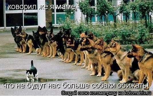 коворил же я маме, что не будут нас больше собаки обижать!... Котоматрица: коворил же я маме, что не будут нас больше собаки обижать!