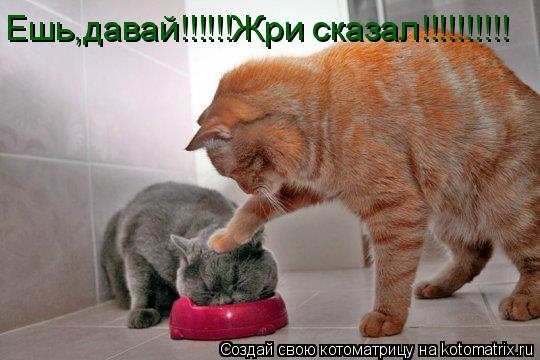 Ешь,давай!!!!!!Жри сказал!!!!!!!!!!... Котоматрица: Ешь,давай!!!!!!Жри сказал!!!!!!!!!!