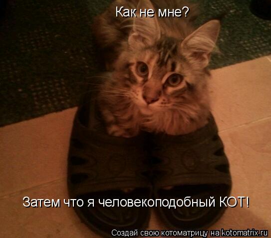 Как не мне? Затем что я человекоподобный КОТ!... Котоматрица: Как не мне? Затем что я человекоподобный КОТ!