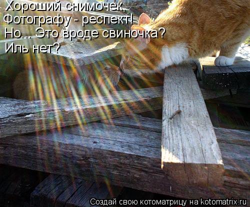 Хороший снимочек, Фотографу - респект! Но... Это вроде свиночка? Иль нет?... Котоматрица: Хороший снимочек, Фотографу - респект! Но... Это вроде свиночка? Иль нет?