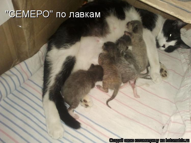 "СЕМЕРО" по лавкам... Котоматрица: "СЕМЕРО" по лавкам