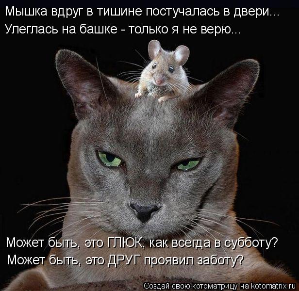 Мышка вдруг в тишине постучалась в двери... Улеглась на башке - только я не верю... Может быть, это Г... Котоматрица: Мышка вдруг в тишине постучалась в двери... Улеглась на башке - только я не верю... Может быть, это ГЛЮК, как всегда в субботу? Может быть, это Д