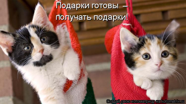 Котоматрица: Подарки готовы  _ получать подарки!