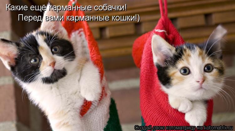 Какие ещё карманные собачки! Перед вами карманные кошки!)... Котоматрица: Какие ещё карманные собачки! Перед вами карманные кошки!)