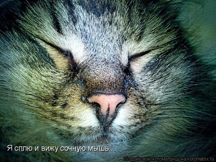 Я сплю и вижу сочную мышь...... Котоматрица: Я сплю и вижу сочную мышь...