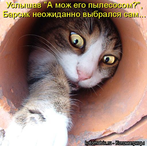 Услышав "А мож его пылесосом?", Барсик неожиданно выбрался сам...... Котоматрица: Услышав "А мож его пылесосом?", Барсик неожиданно выбрался сам...
