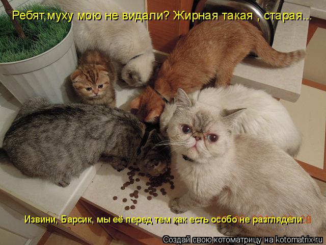 Ребят,муху мою не видали? Жирная такая , старая... Извини, Барсик, мы её перед тем как есть особо не ... Котоматрица: Ребят,муху мою не видали? Жирная такая , старая... Извини, Барсик, мы её перед тем как есть особо не разглядели