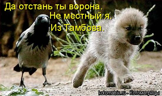 Да отстань ты ворона. Не местный я. Из Тамбова.... Котоматрица: Да отстань ты ворона. Не местный я. Из Тамбова.