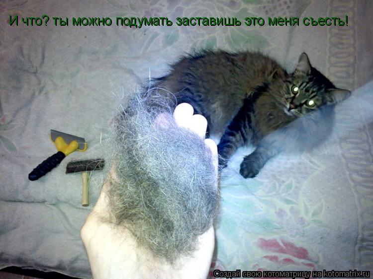 И что? ты можно подумать заставишь это меня съесть!... Котоматрица: И что? ты можно подумать заставишь это меня съесть!