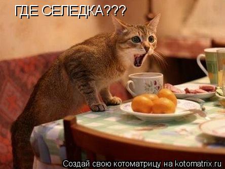 ГДЕ СЕЛЕДКА???... Котоматрица: ГДЕ СЕЛЕДКА???