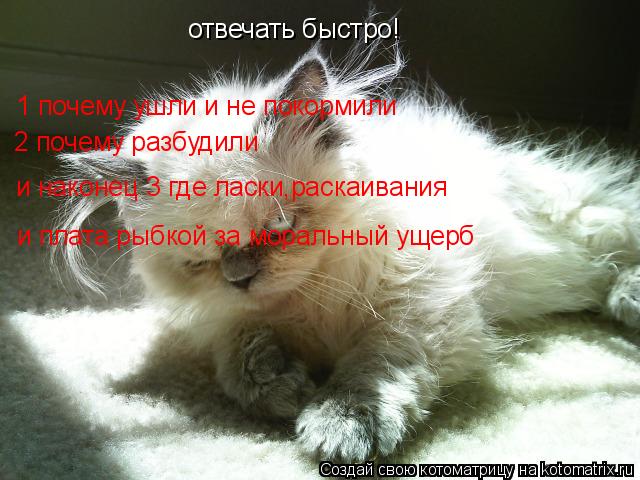 отвечать быстро! 1 почему ушли и не покормили 2 почему разбудили и наконец 3 где ласки,раскаивания и ... Котоматрица: отвечать быстро! 1 почему ушли и не покормили 2 почему разбудили и наконец 3 где ласки,раскаивания и плата рыбкой за моральный ущерб