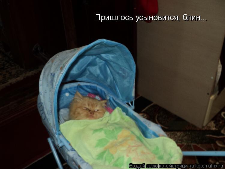 Пришлось усыновится, блин...... Котоматрица: Пришлось усыновится, блин...