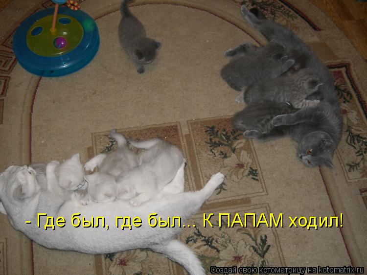 - Где был, где был... К ПАПАМ ходил!... Котоматрица: - Где был, где был... К ПАПАМ ходил!