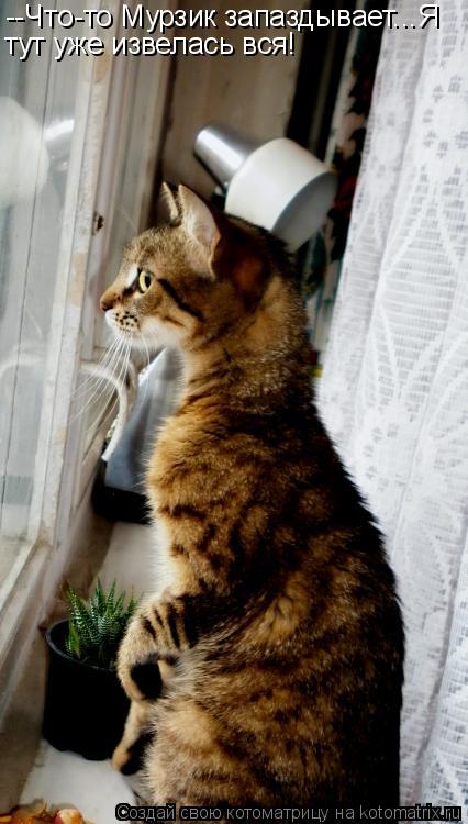 --Что-то Мурзик запаздывает...Я тут уже извелась вся!... Котоматрица: --Что-то Мурзик запаздывает...Я тут уже извелась вся!