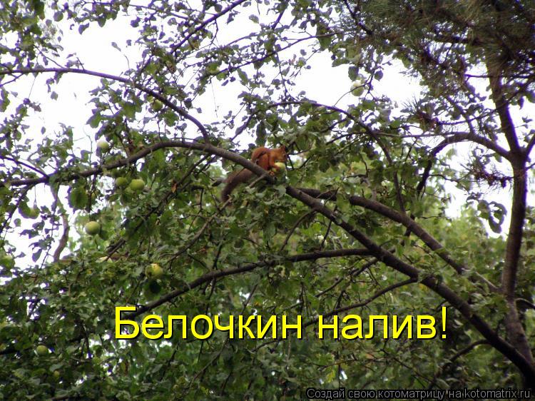 Белочкин налив!... Котоматрица: Белочкин налив!