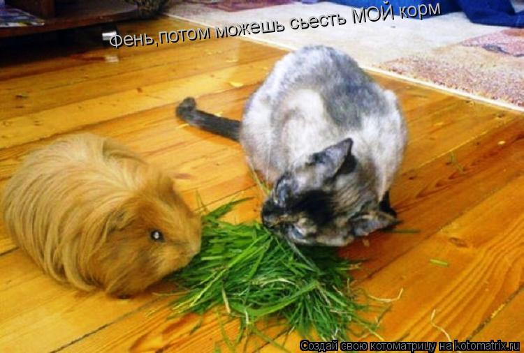 Фень,потом можешь сьесть МОЙ корм... Котоматрица: Фень,потом можешь сьесть МОЙ корм