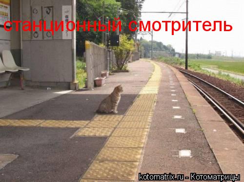 станционный смотритель... Котоматрица: станционный смотритель
