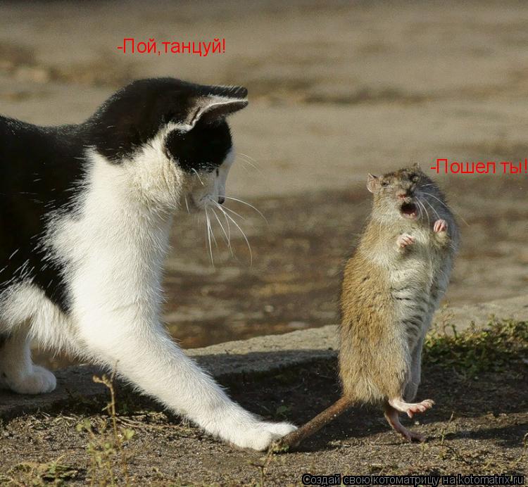-Пой,танцуй! -Пошел ты!... Котоматрица: -Пой,танцуй! -Пошел ты!
