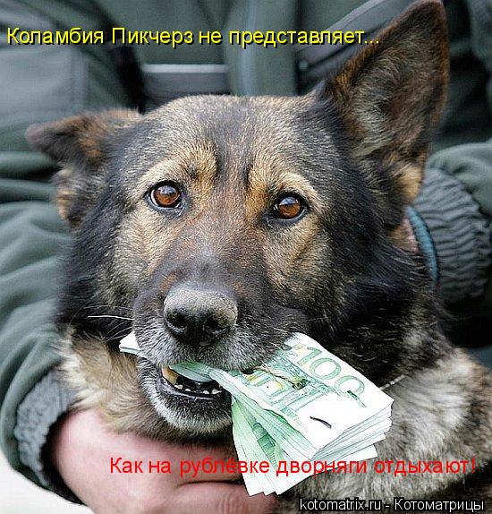 Коламбия Пикчерз не представляет... Как на рублёвке дворняги отдыхают!... Котоматрица: Коламбия Пикчерз не представляет... Как на рублёвке дворняги отдыхают!