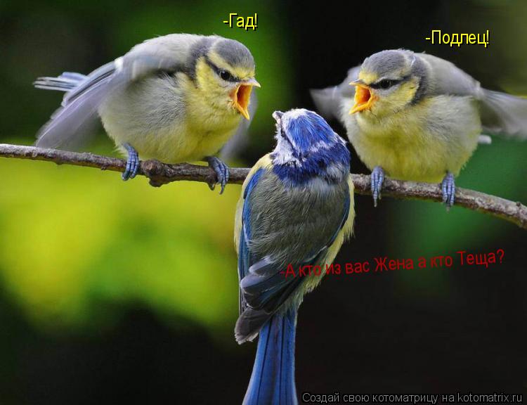 -Гад! -Подлец! -А кто из вас Жена а кто Теща?... Котоматрица: -Гад! -Подлец! -А кто из вас Жена а кто Теща?
